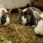 Kribs
