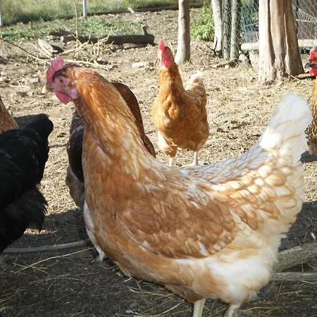 Farm stay Kribs