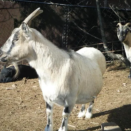 Kribs Farm stay